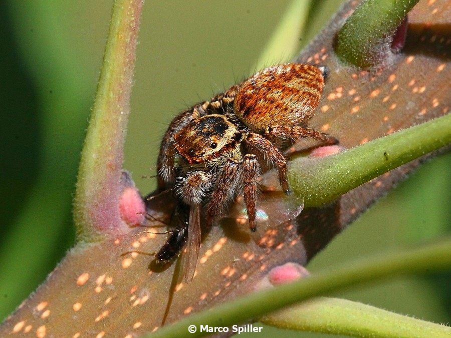 Carrhotus xanthogramma - femmina